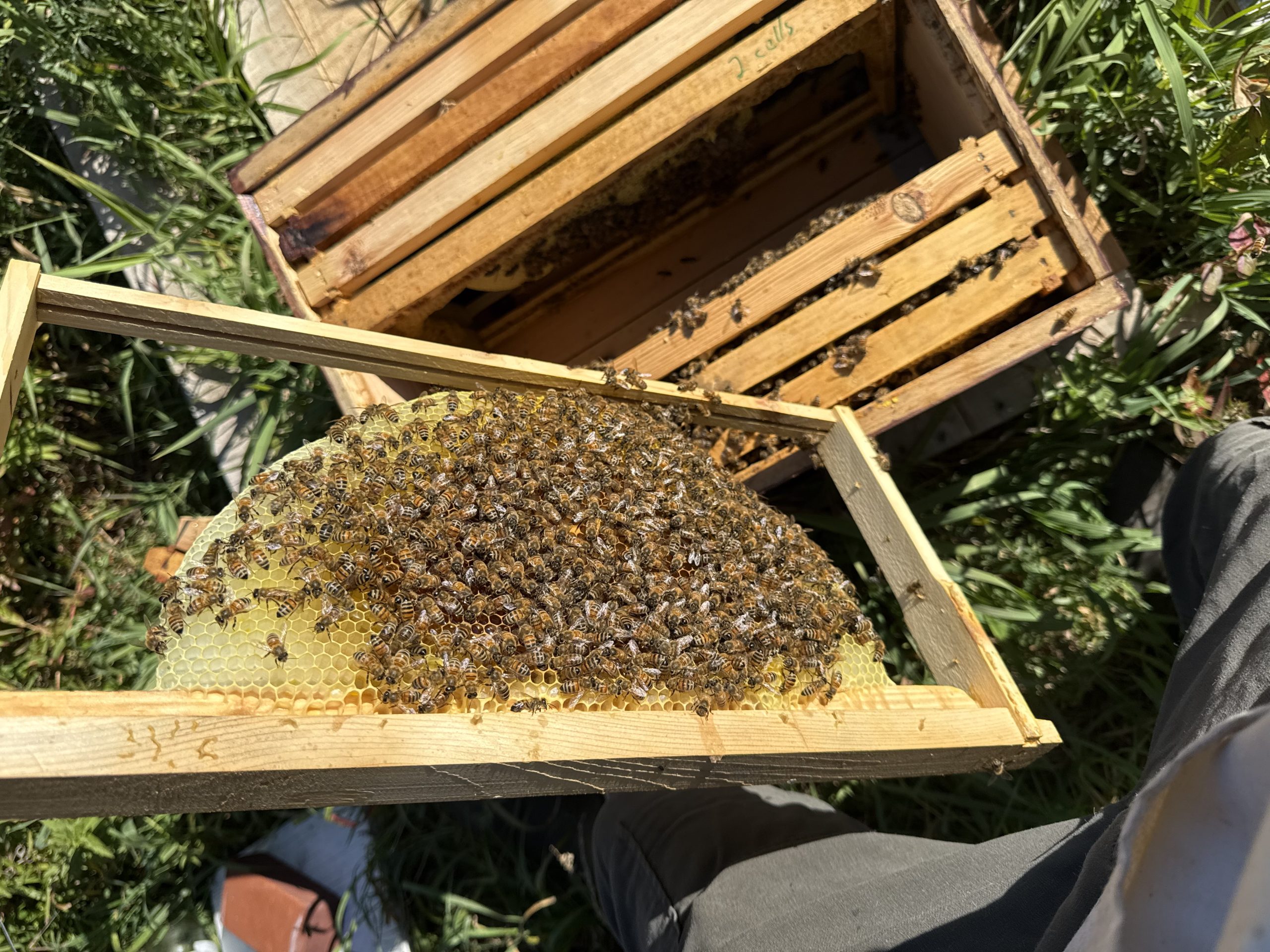 Why Ethical Beekeeping Matters