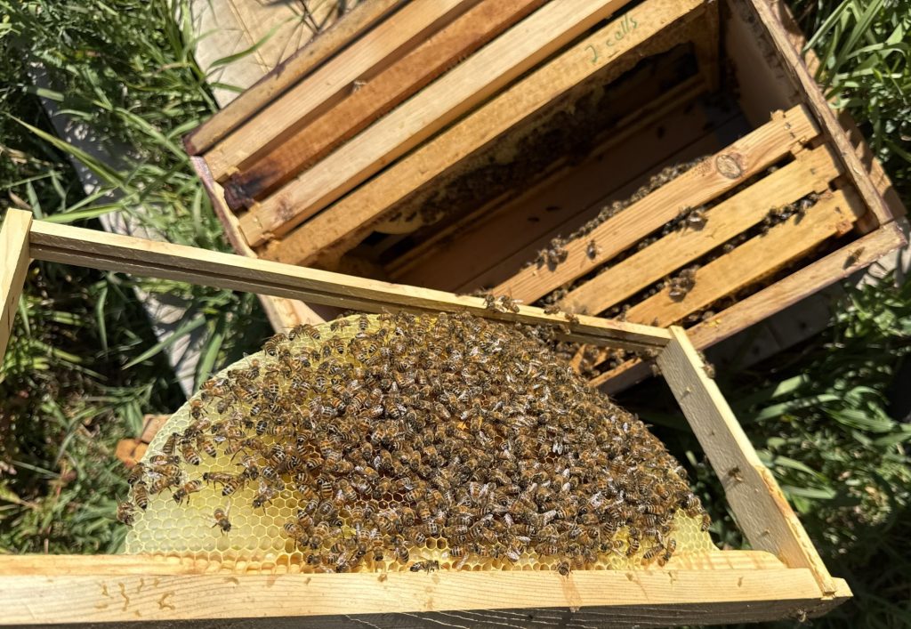 A frame of honeycomb heavy with bees, lifted from an open hive.